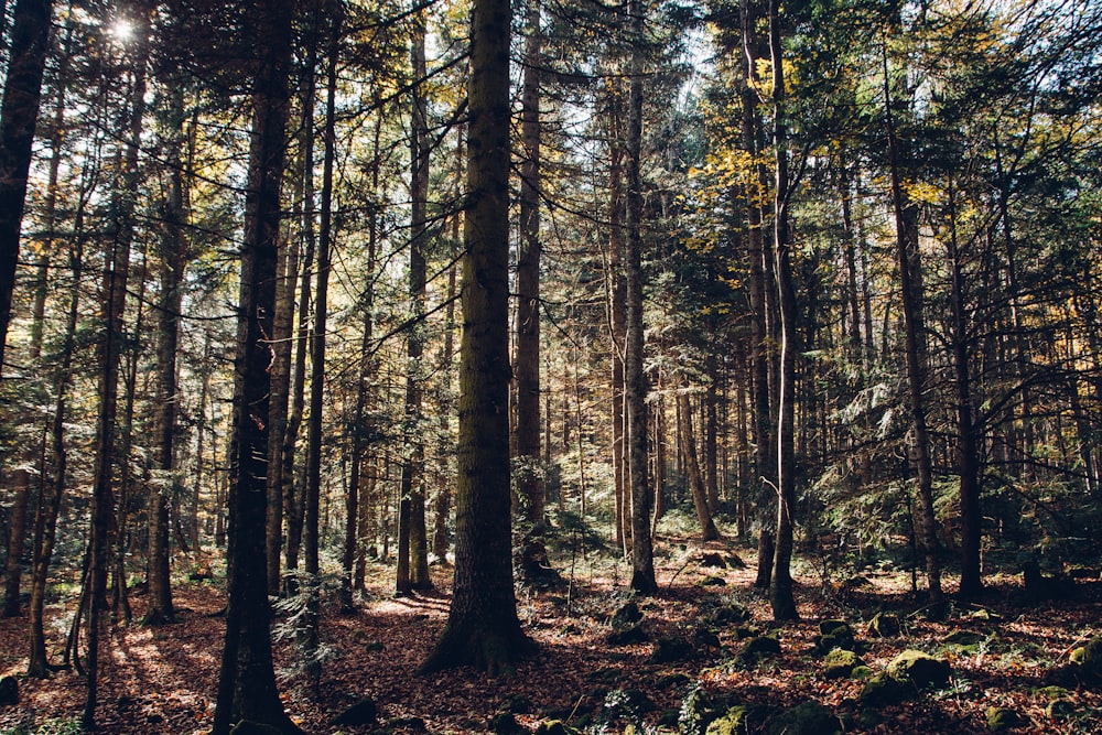 forest during daytime