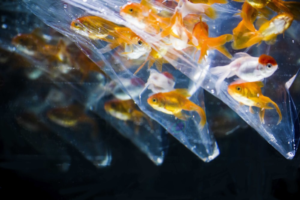 school of goldfish inside clear plastic bags