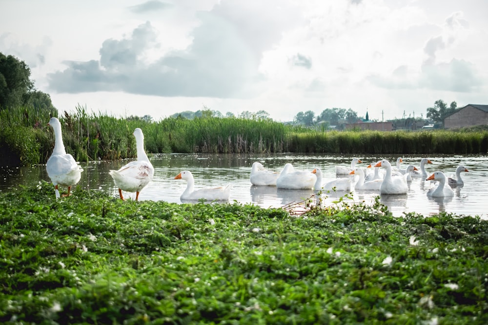 flock of white ducks on body of water