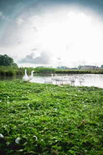 A serene image of a pair of white ducks gliding gracefully across a gentle lake, surrounded by blooming pastel flowers and lush greenery.