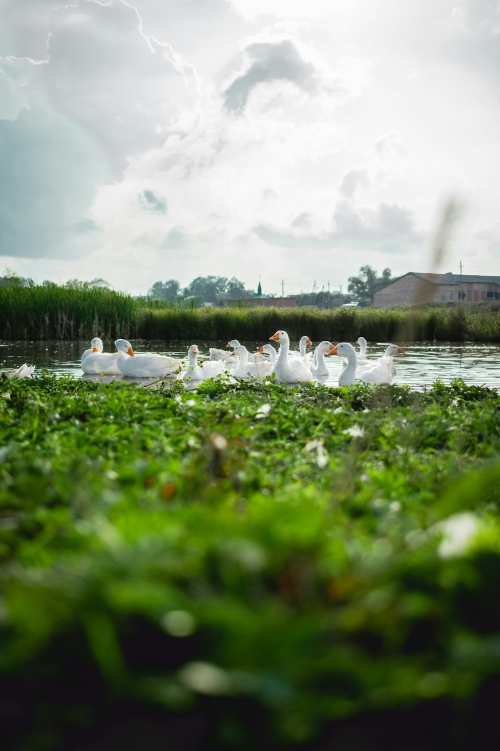 flock of white geese