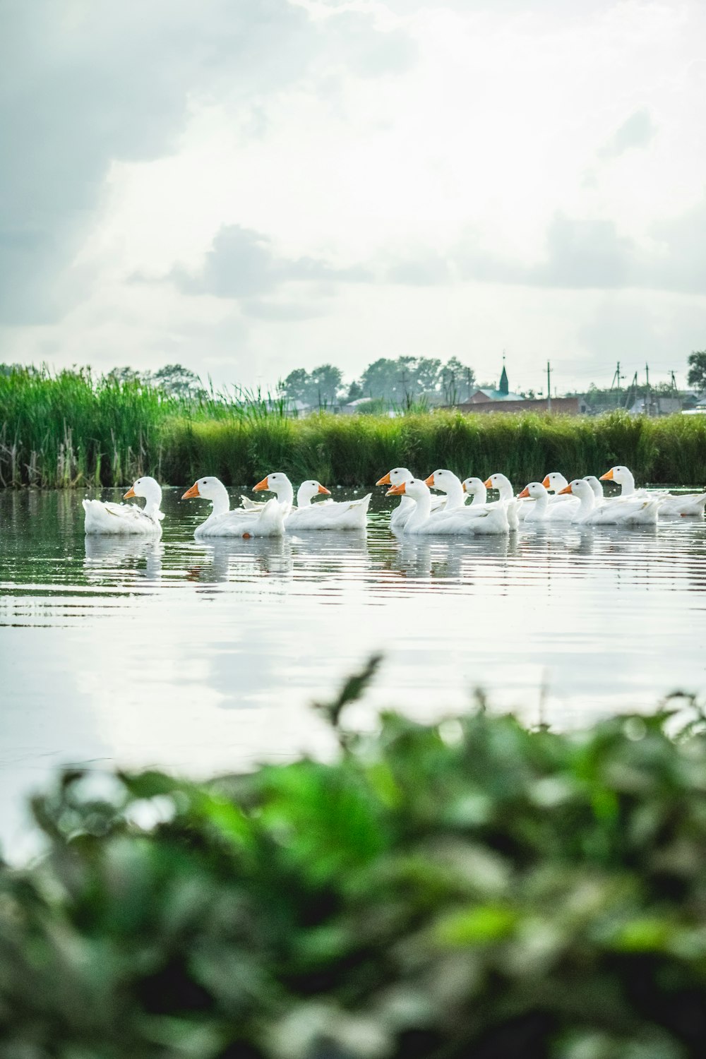 white ducks on water near trees