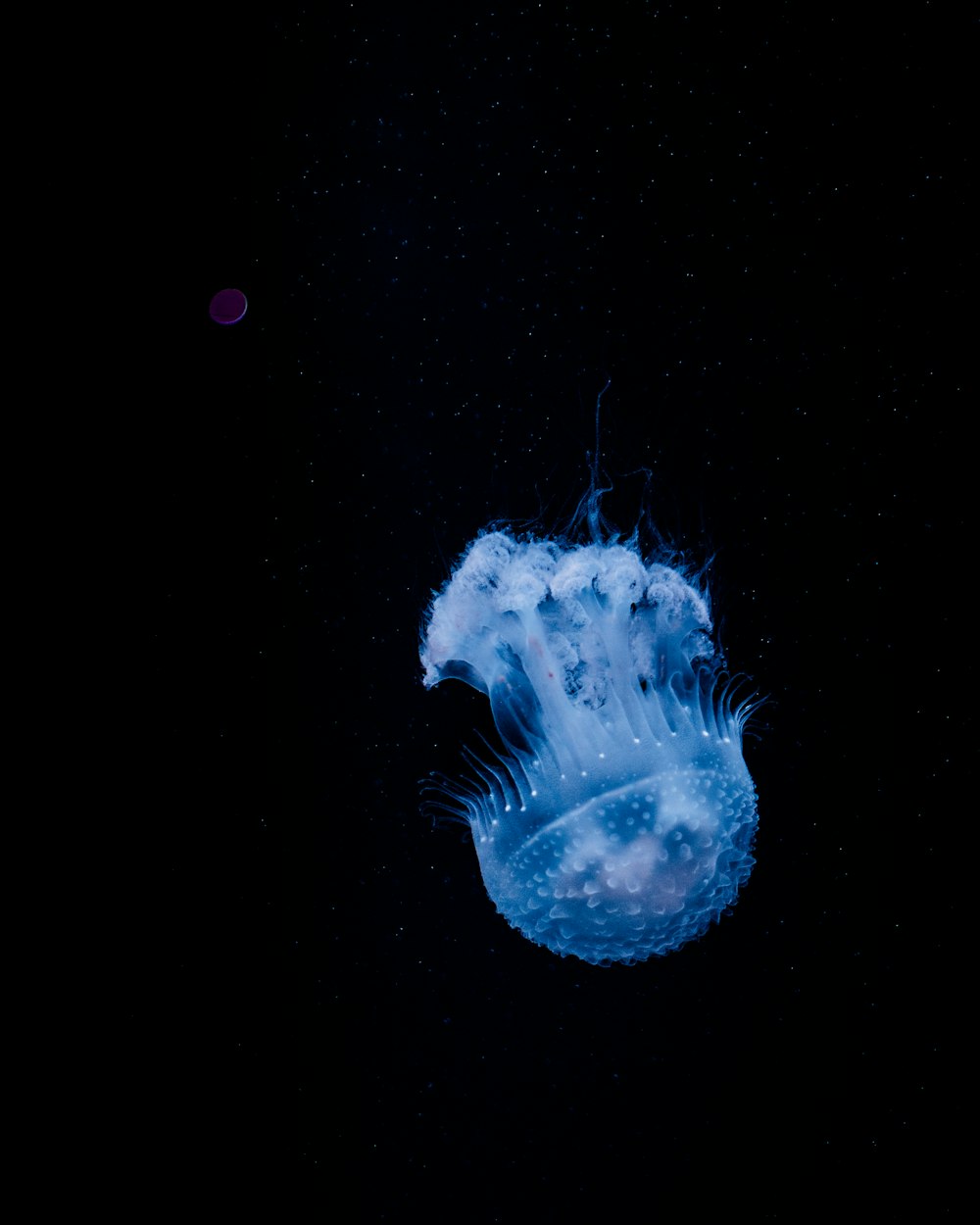 blue jelly fish