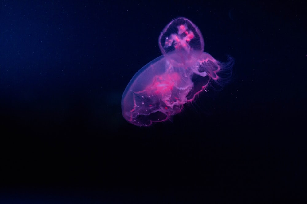 purple jellyfish underwater