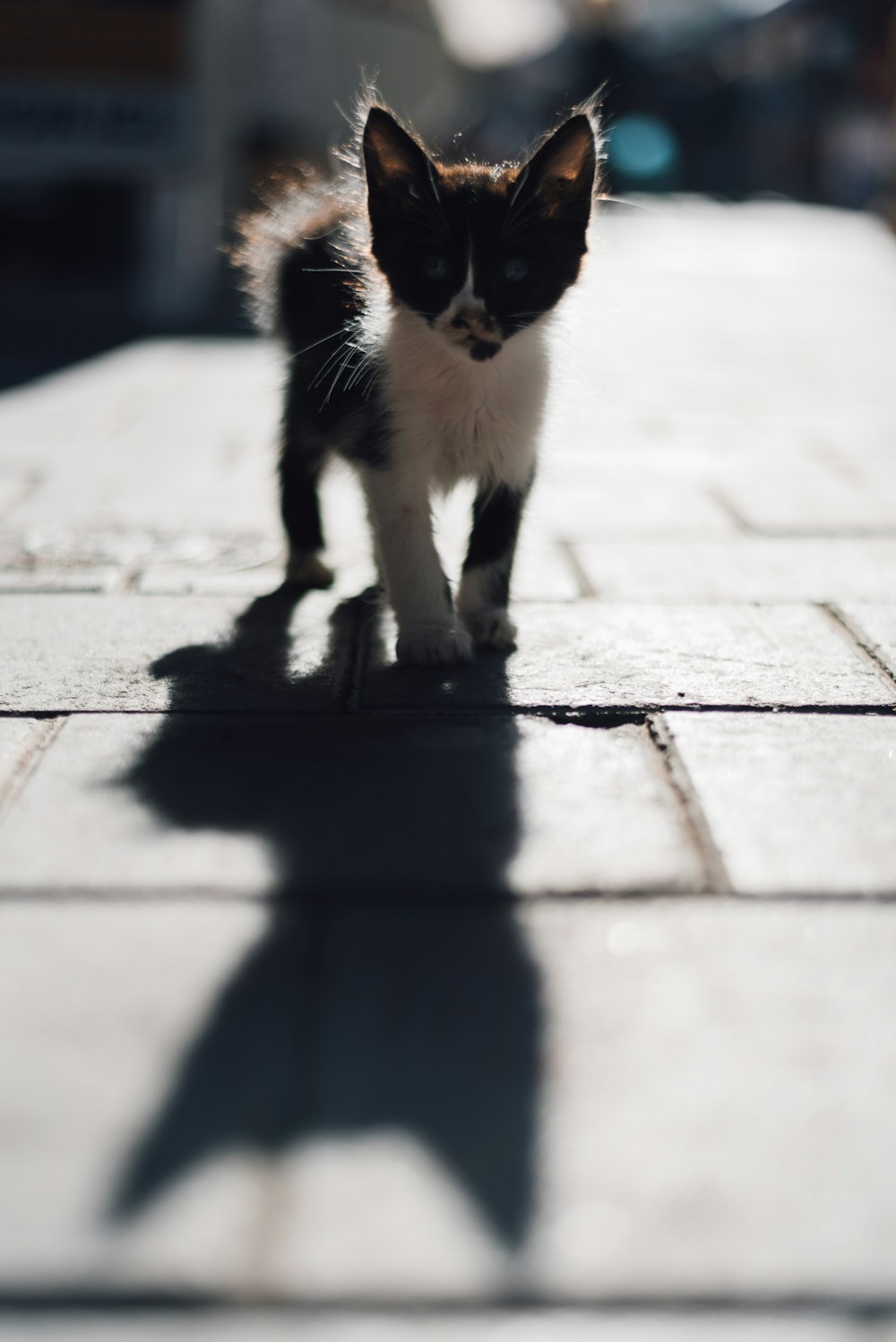 舗装の黒と白のバイカラーの子猫