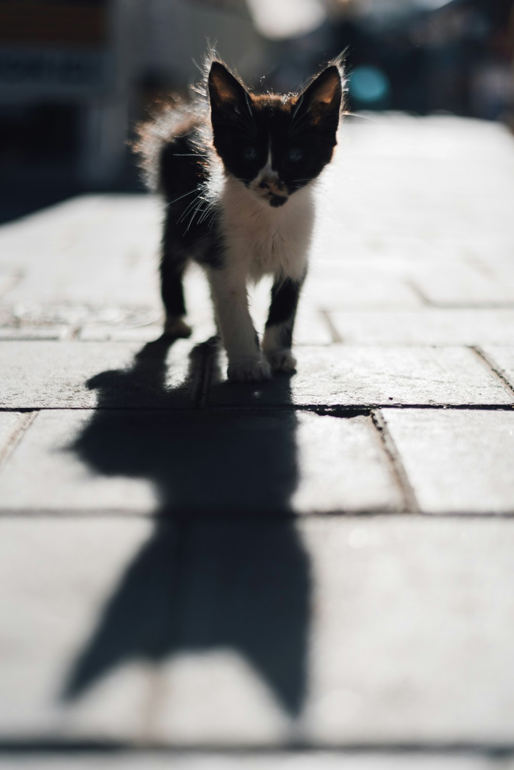 Gatinho bicolor preto e branco na calçada