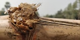 Close-up of a technician measuring bamboo moisture in the Oxapampa forest.