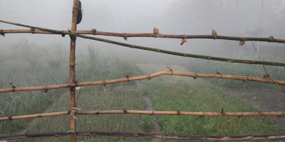 A peaceful outdoor scene with bamboo groves and mist rolling over distant mountains.