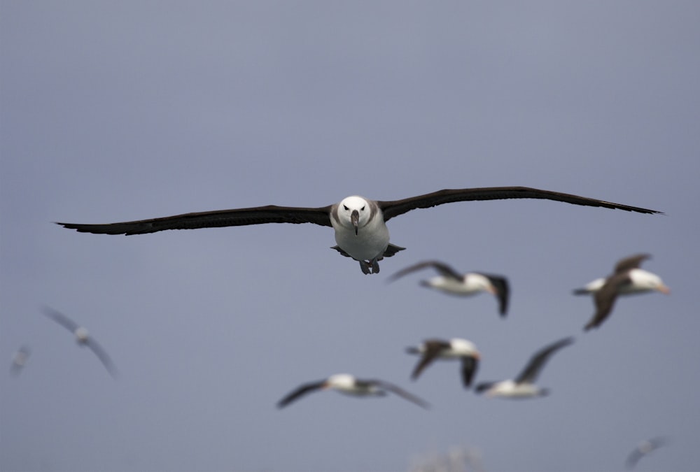 white and brown owl flying under white sky