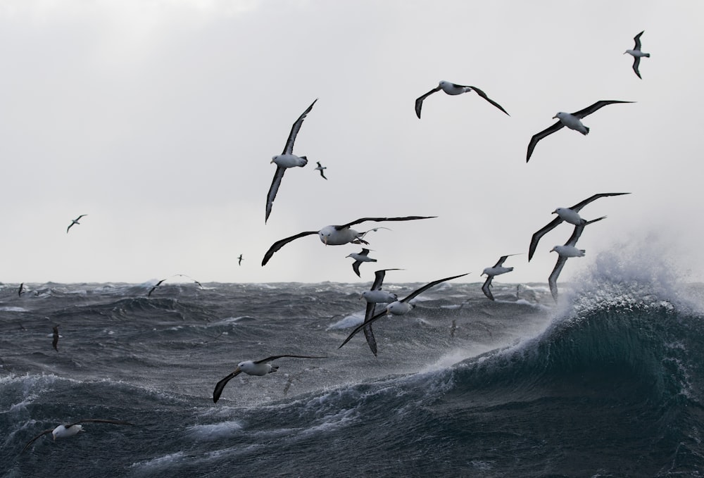 bird's flying over sea