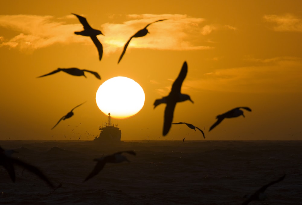 silhouette photography of birds on flight