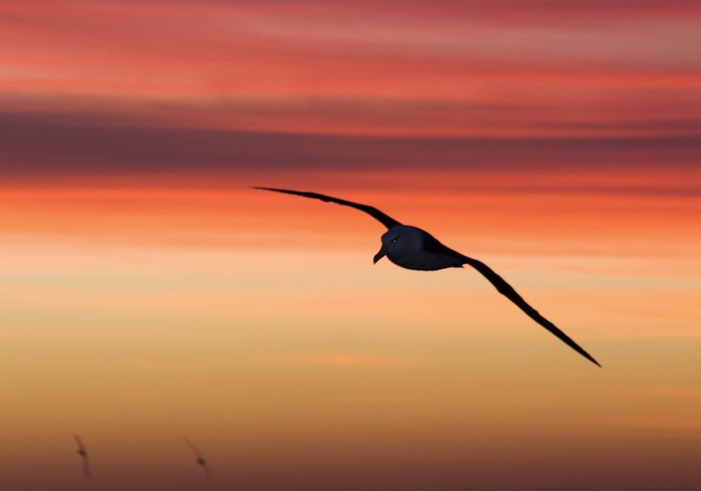 silhouette photography of bird on flight