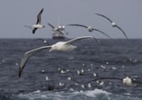 Several albatrosses are flying over a turbulent ocean. In the background, a large ship is visible on the horizon. The sky appears overcast, enhancing the moody atmosphere.