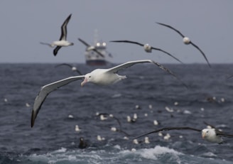 Several albatrosses are flying over a turbulent ocean. In the background, a large ship is visible on the horizon. The sky appears overcast, enhancing the moody atmosphere.