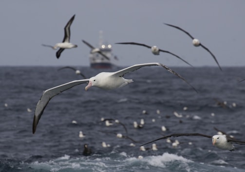 Several albatrosses are flying over a turbulent ocean. In the background, a large ship is visible on the horizon. The sky appears overcast, enhancing the moody atmosphere.