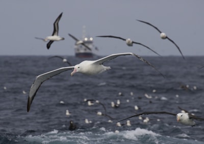 Several albatrosses are flying over a turbulent ocean. In the background, a large ship is visible on the horizon. The sky appears overcast, enhancing the moody atmosphere.