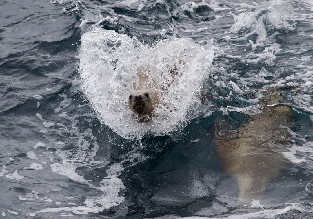 sea lion on sea