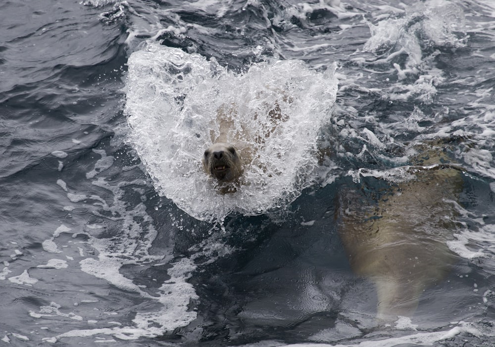 sea lion on sea