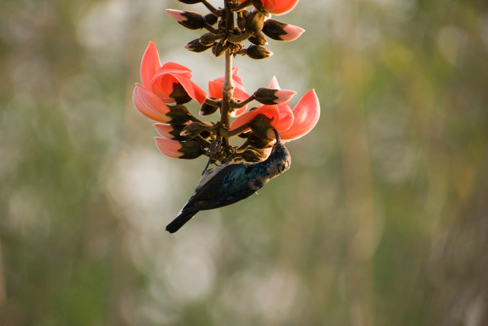 selective focus photography of hummingbird perching on red flower