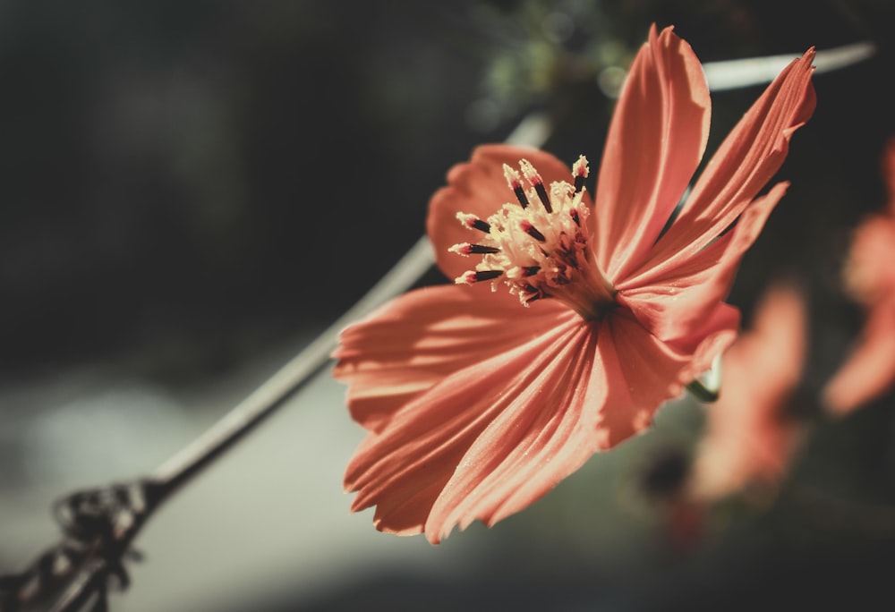 close-up photography of orange-petaled flower