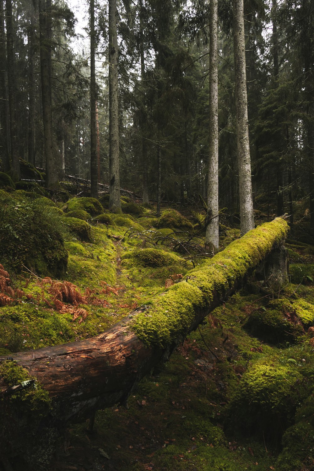 forêt avec de grands arbres verts