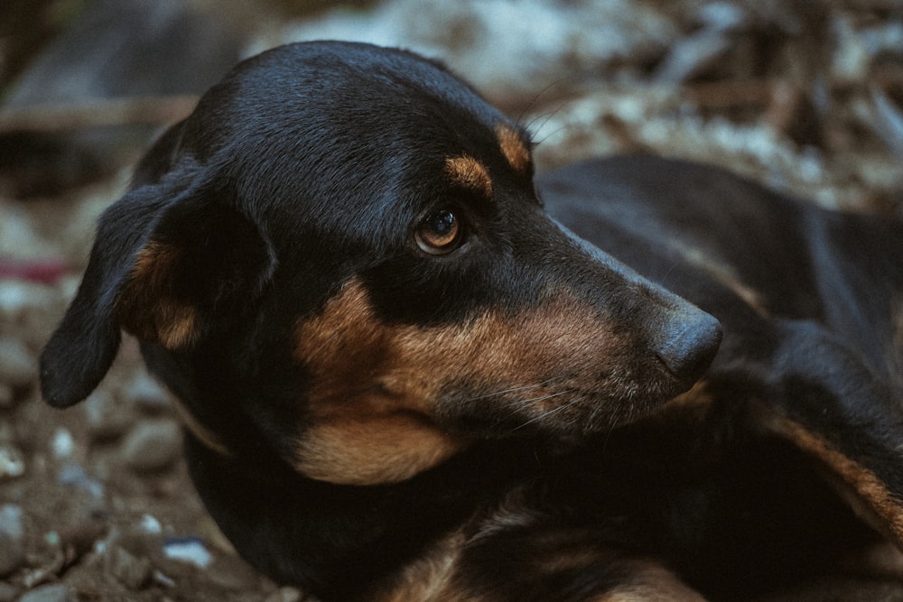 black and tan short-coated dog lying on ground