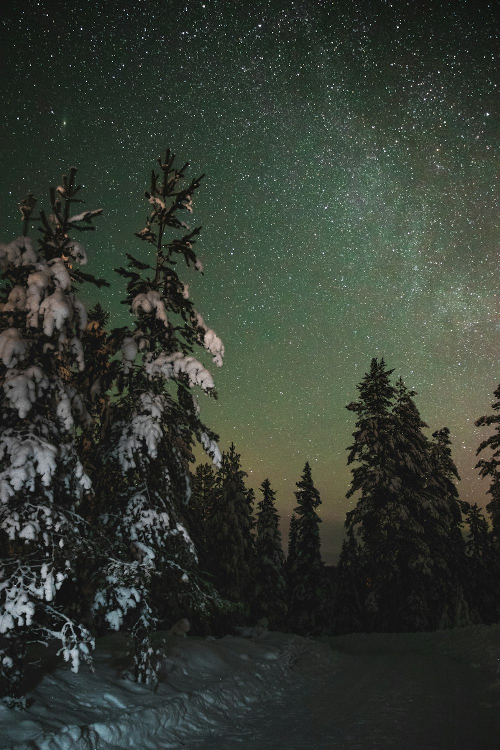photography of milky way above forest
