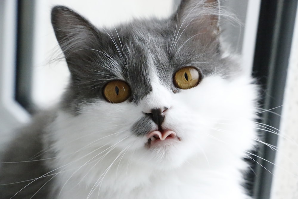gray and white cat showing tongue