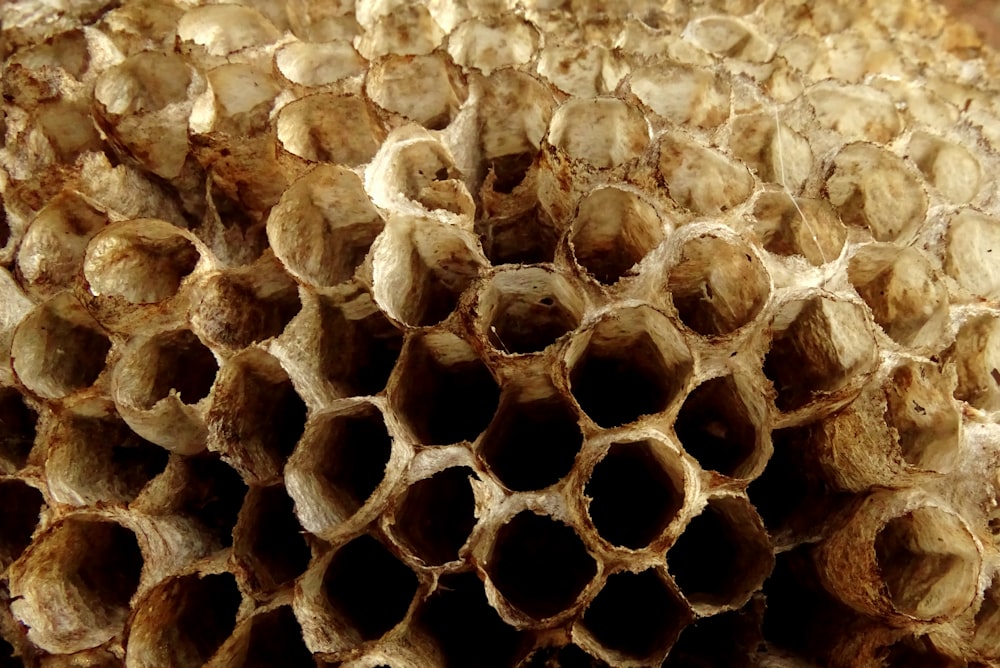 ruche d’abeilles en photographie en gros plan