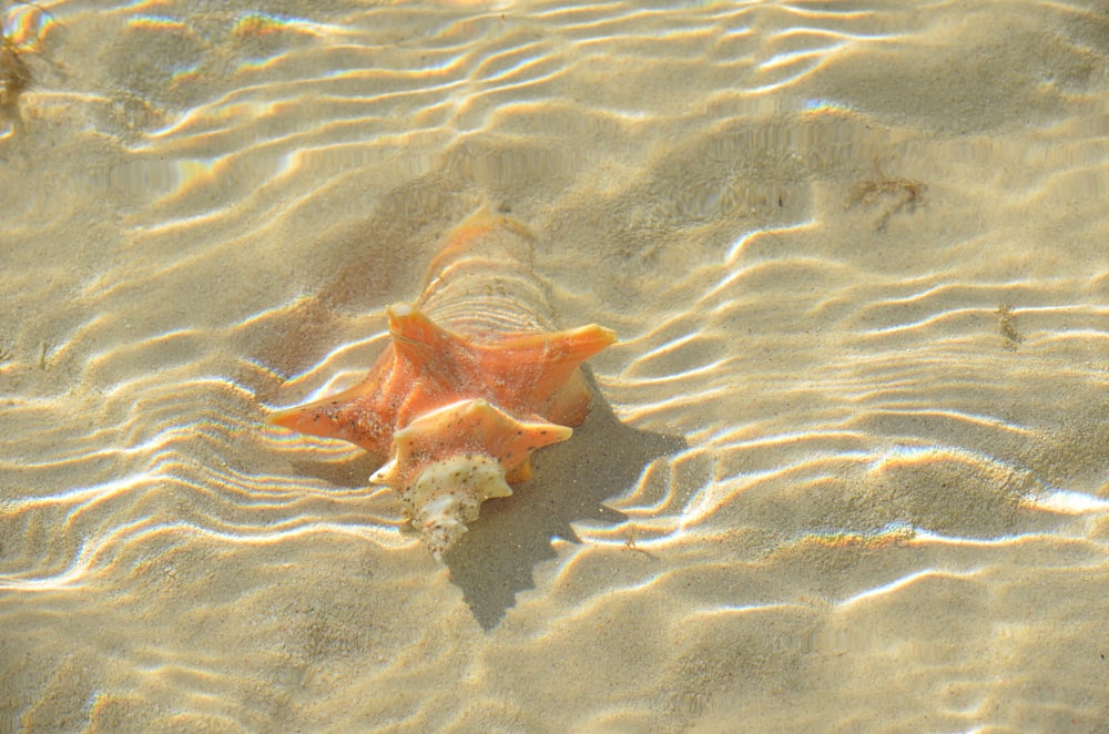 orange conch shell underwater