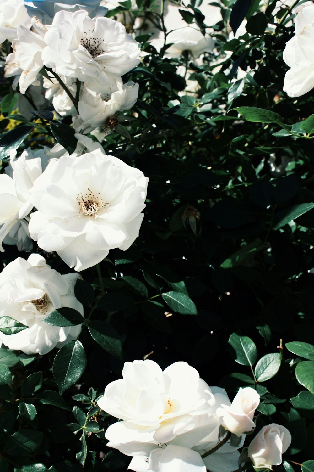 white petaled flowers