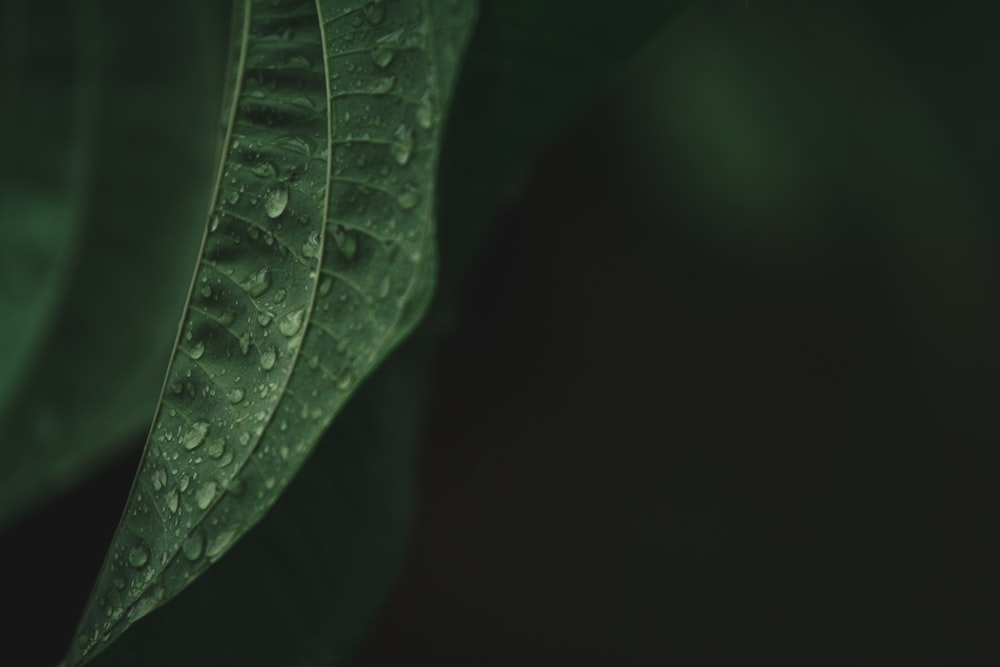 water dews on green leaf