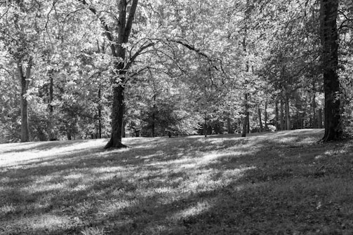 Volunteers planting trees together in a neighborhood park, sunlight filtering through the leaves.