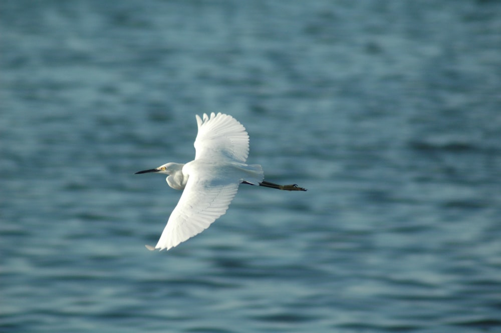 flying white bird above body of water