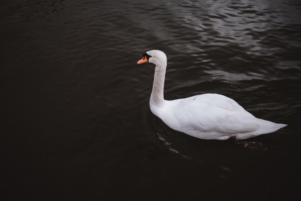 white swan on body of water