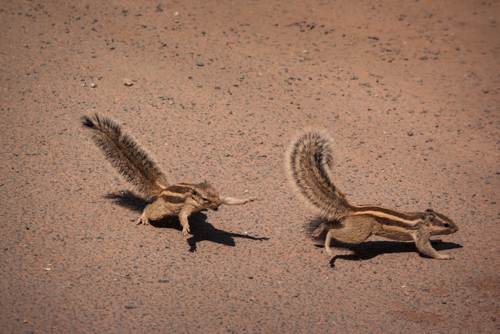 two brown squirrels on sand