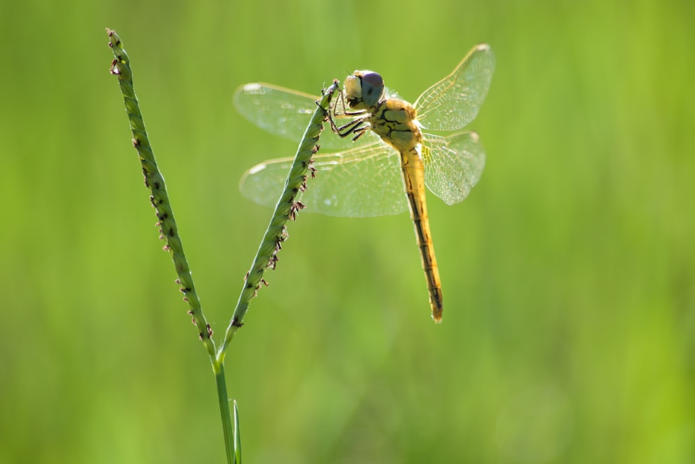 libellula verde sulla fotografia della foglia
