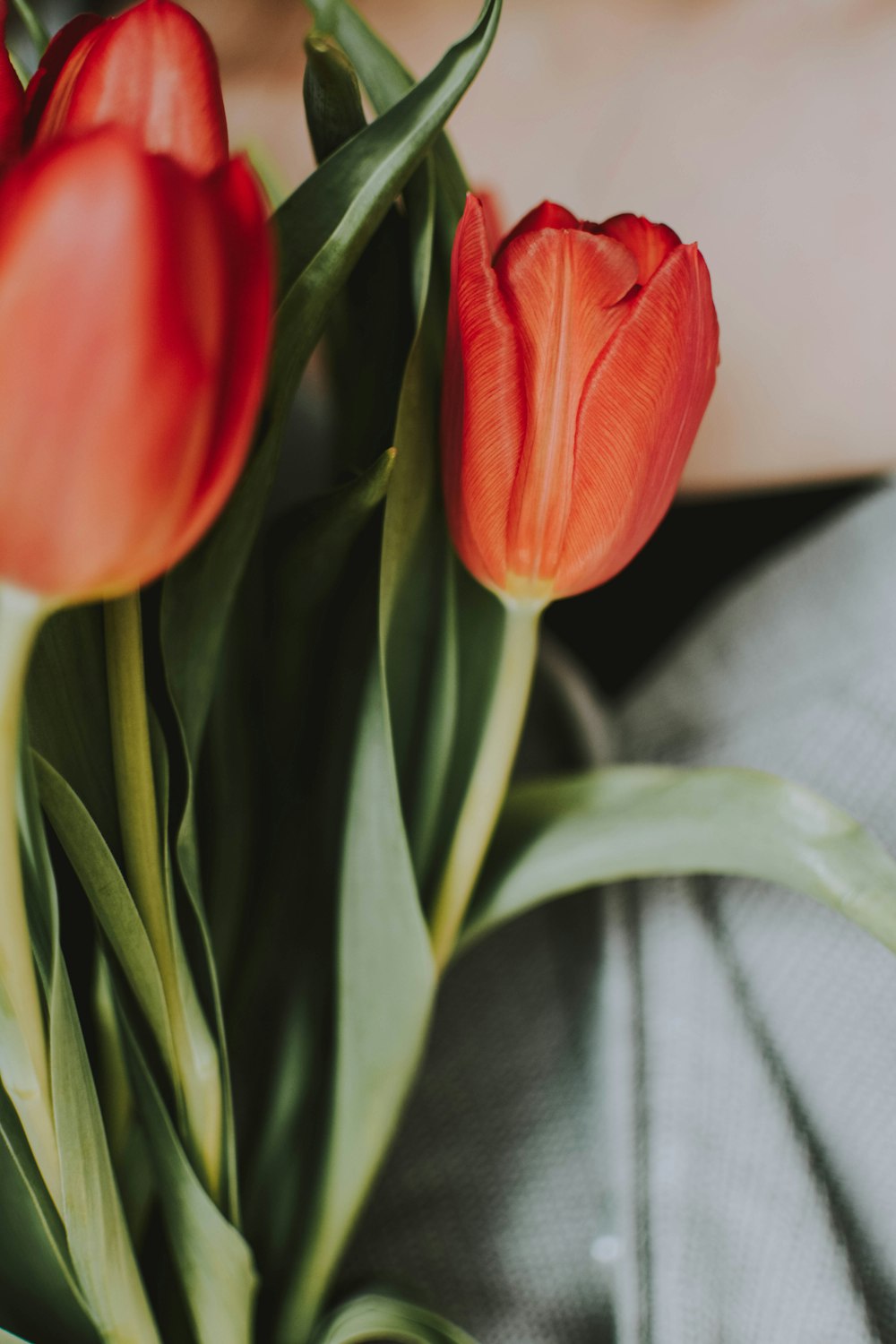 Photographie sélective de fleurs rouges