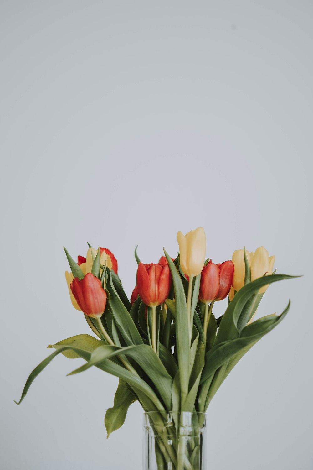 yellow and red tulips