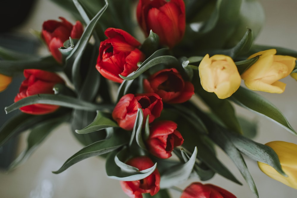 red and yellow tulips closeup photography