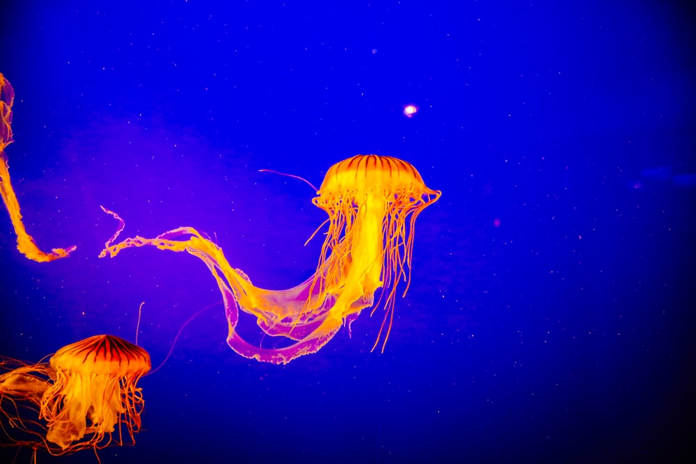 three orange jellyfishes on water