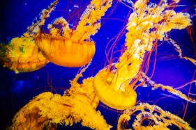 underwater photography of jellyfish