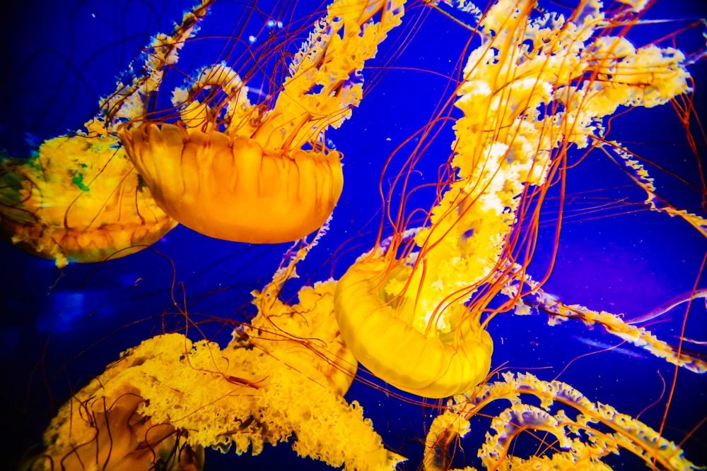 underwater photography of jellyfish