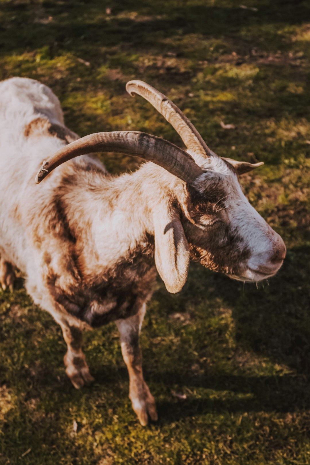 brown goat on grass