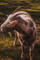 A goat with large, curved horns is standing on grassy ground. The goat's coat is a mix of light and dark brown patches and it has a tag in its ear. The sunlight casts a warm glow on the animal, highlighting its textured fur.
