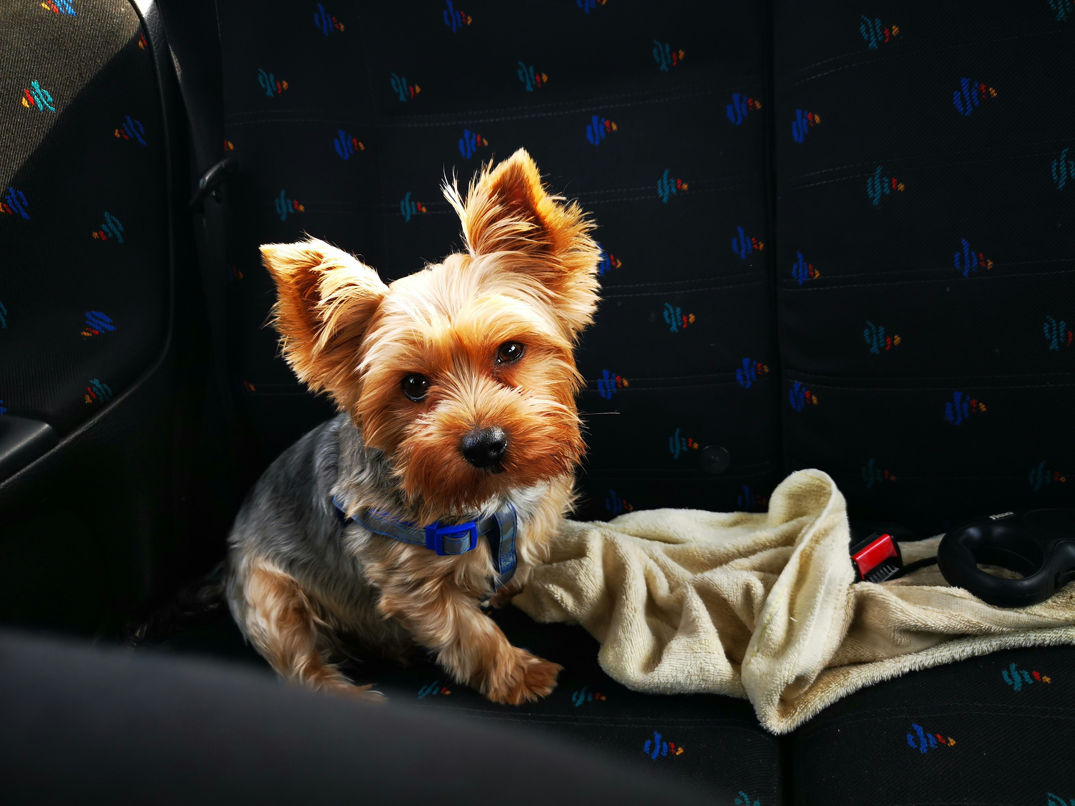 Cinturón de seguridad