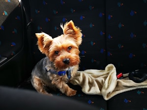 Dog Seat Belt