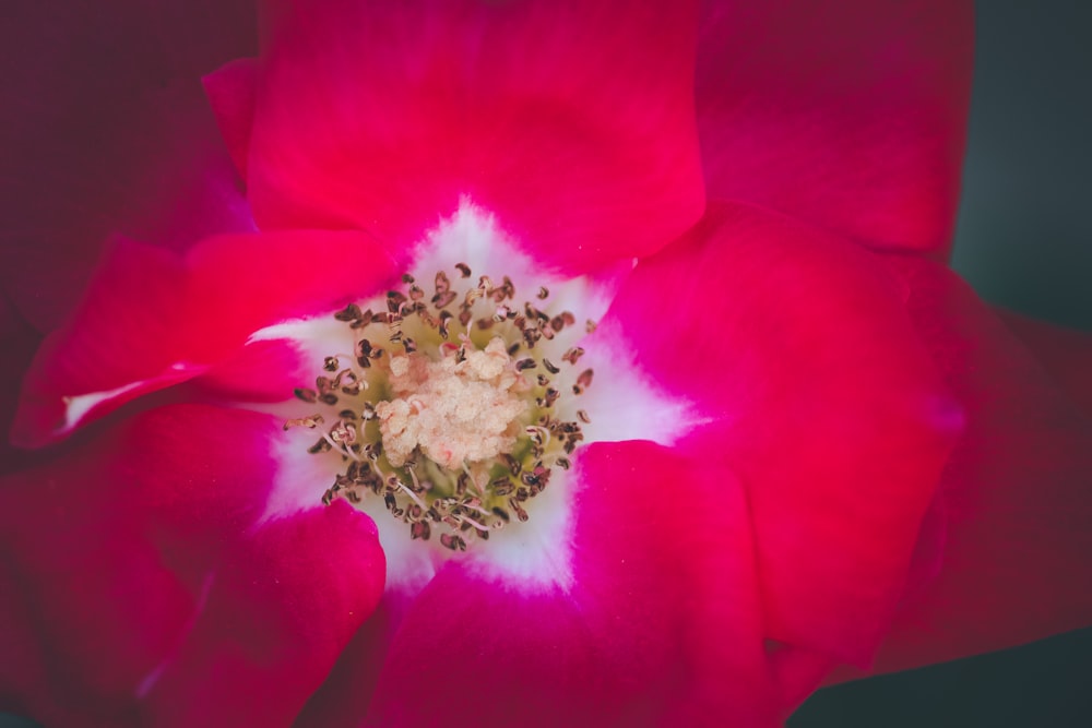 macro photography of red flower