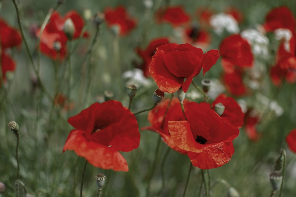 red poppy flower field