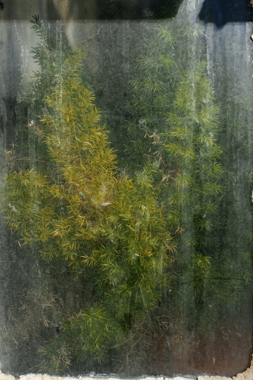 green-leafed trees during rainy season